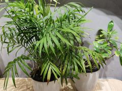 -素匠泰茶(三里屯SOHO工体奶茶店)