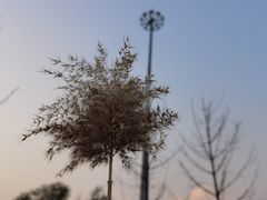-南海子公园