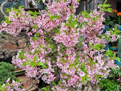 -青石桥花鸟鱼虫市场(叠翠城店)