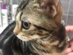 -美联众合宠物医院·爱萌分院·内外科·猫科中心