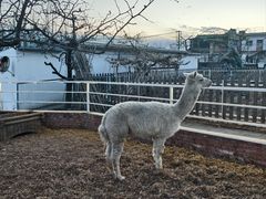 -丽泽山庄·生态怀柔菜·虹鳟鱼(红螺寺店)