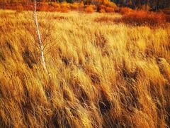 -塞罕坝国家级自然保护区