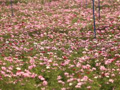 -天适樱花悠乐园