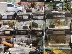 -酷以爬仙阁实体爬宠店·守宫·蜥蜴·专业繁育