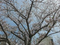-高东镇樱花园