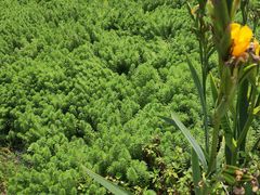 -桤木河湿地公园