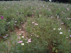 -松山湖梦幻百花洲