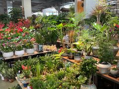 -金三角花鸟鱼综合市场-地面停车场