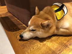 -柴务处·柴犬主题狗咖