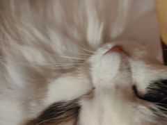 -白兔子密室(长寿路店)