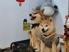-柴迷FANS CLUB·柴犬狗咖·猫咖