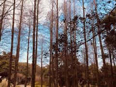 -上海滨江森林公园