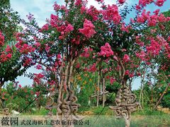 -武汉紫薇都市田园