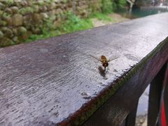 -祁门牯牛降观音堂风景区