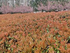 -南京外国语学校(仙林分校西区)