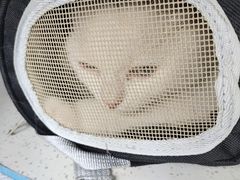 -萌兽医馆·宠物医院·猫骨科(创景店)