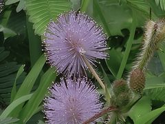 -海珠湖公园