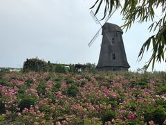 -都江堰玫瑰花溪谷