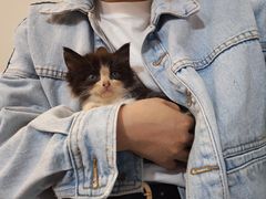 -楼上猫咖(罗湖店)