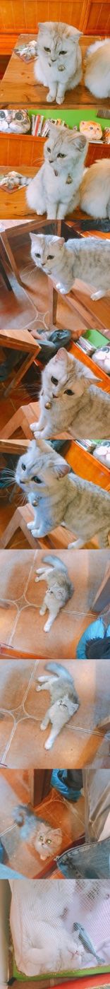 -李小姐の猫咖啡馆(五角场店)