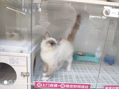 -lincat·猫舍(广州店)