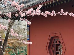 -桃花堤公园