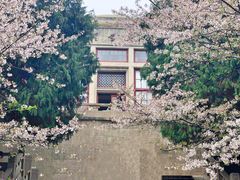 -武汉大学-樱园