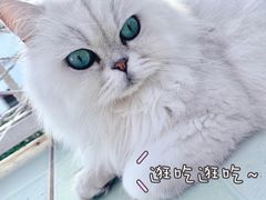 -喵屿·大理花园猫咖