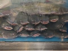 -鱼酷活鱼烤鱼(梅江印象城店)
