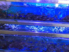 -八仔大富楼·河鲜(西江店)