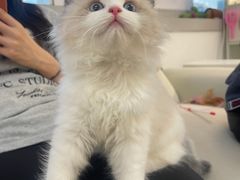 -lincat·猫舍(广州店)