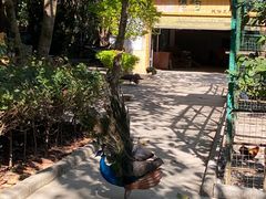 -云南勐巴娜西珍奇园
