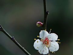 -香雪海