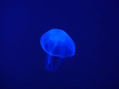 -暹罗海洋世界