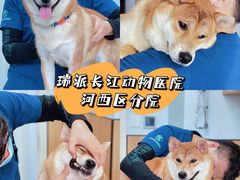 -瑞派长江宠物医院·猫科·外科·24小时夜护(谊城公寓分院)