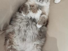 -怪兽屋·羊驼·猫咖·狗咖(俊华广场店)