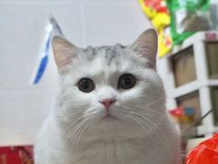 -Bastet sally猫舍购宠(静安店)
