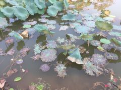 -上甘棠村