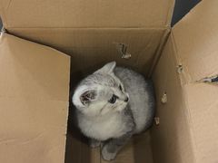 -四月宠物医院·猫专科·心脏专科·内科(转塘店)