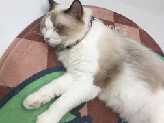 -糯米喵星人·撸猫猫舍咖啡馆(西市场嘉华店)