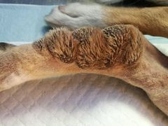 -芭比堂动物医院·犬猫全科·异宠专科(雁塔分院)