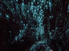 -怀托摩萤火虫洞