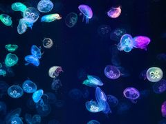 -海合安成都极地海洋公园