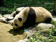 -都江堰中华大熊猫苑