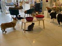 -平行世界·猫咖(首经贸店)