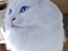 -艾贝尔宠物医院·24H转诊中心·肿瘤猫专科(江宁双龙店)