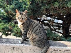 -西园戒幢律寺