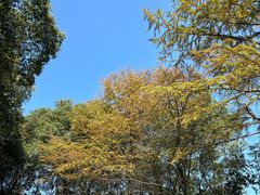 -岳麓山风景名胜区