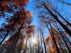 -上海海湾国家森林公园