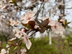 -西昌特色四哥烤肉